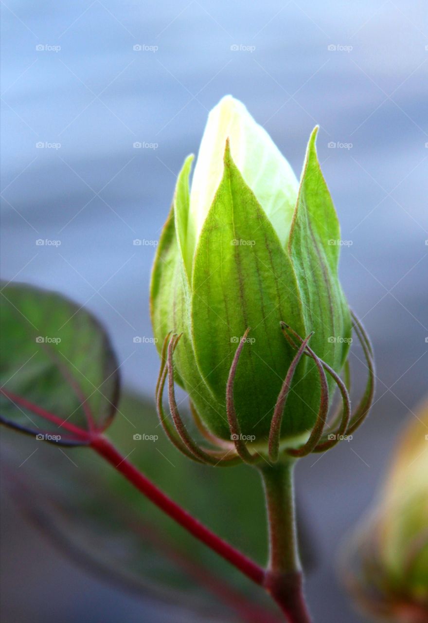 hibiscus bud ready to bloom