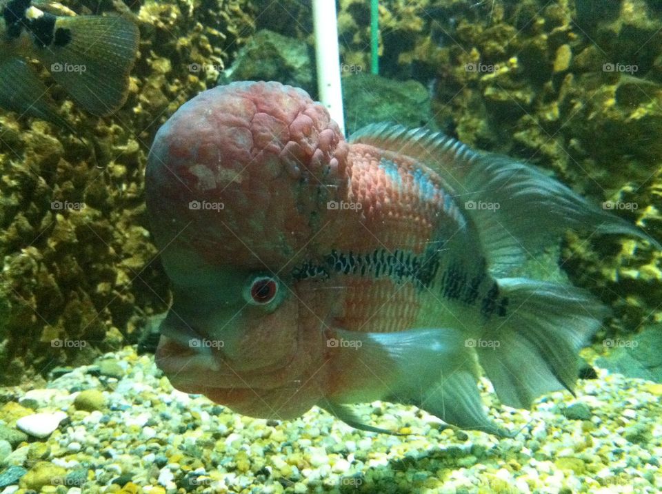 weird fish