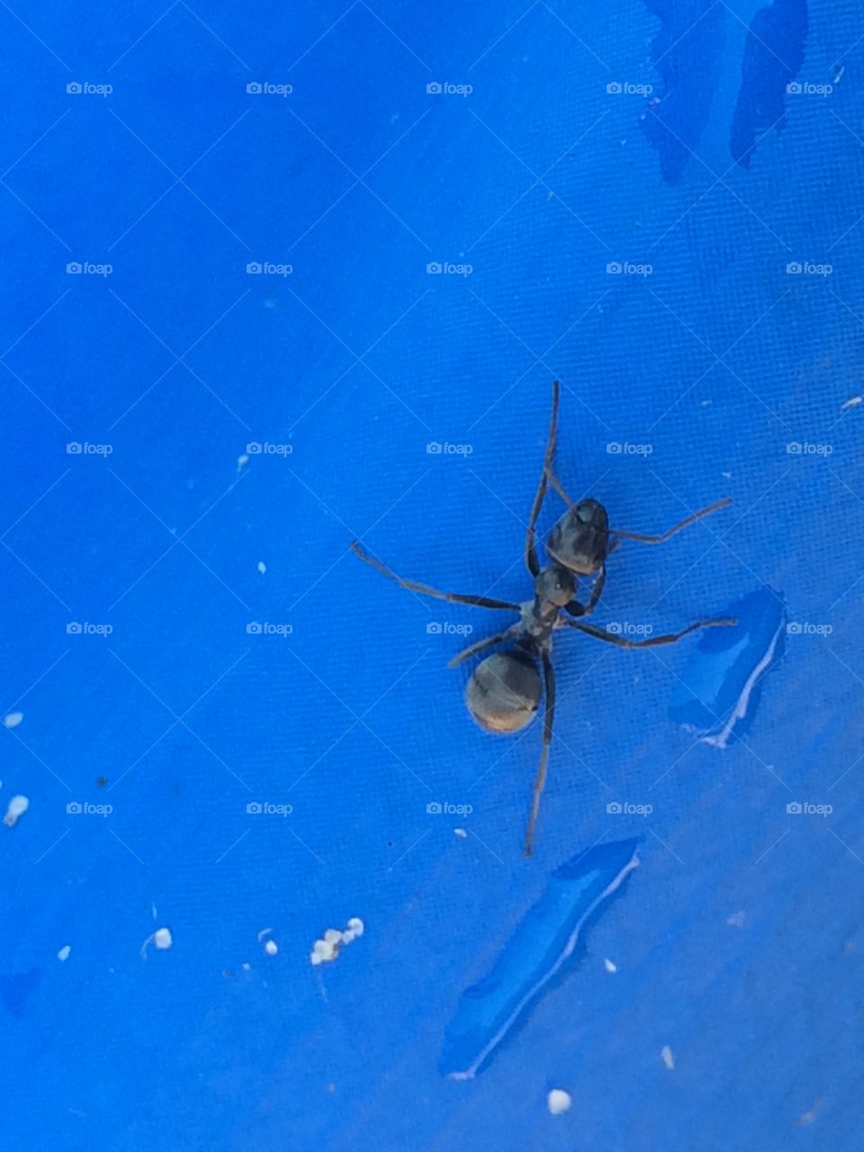 A big black ant busy at work on our pool 