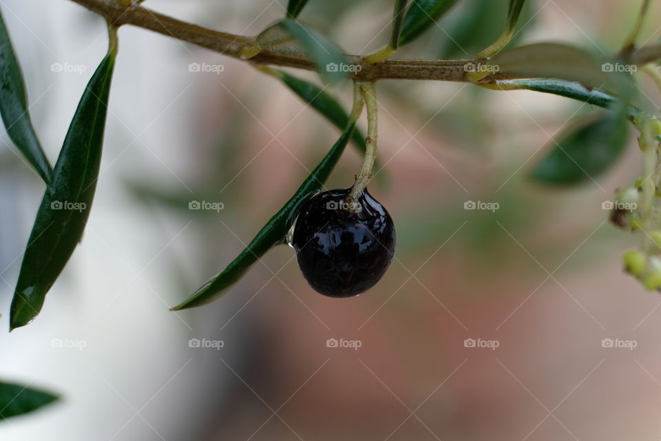 Ripened Olive