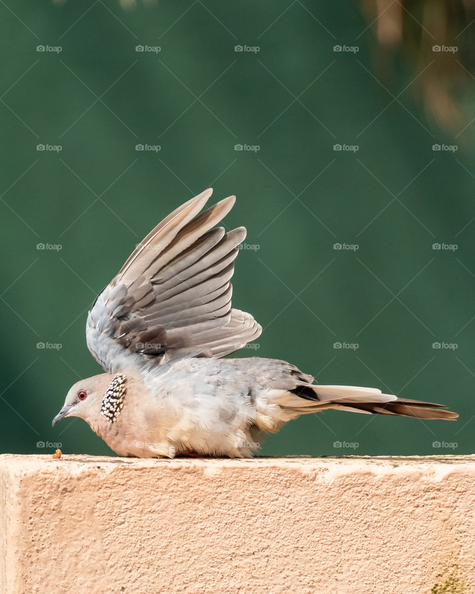 Beautiful Dove