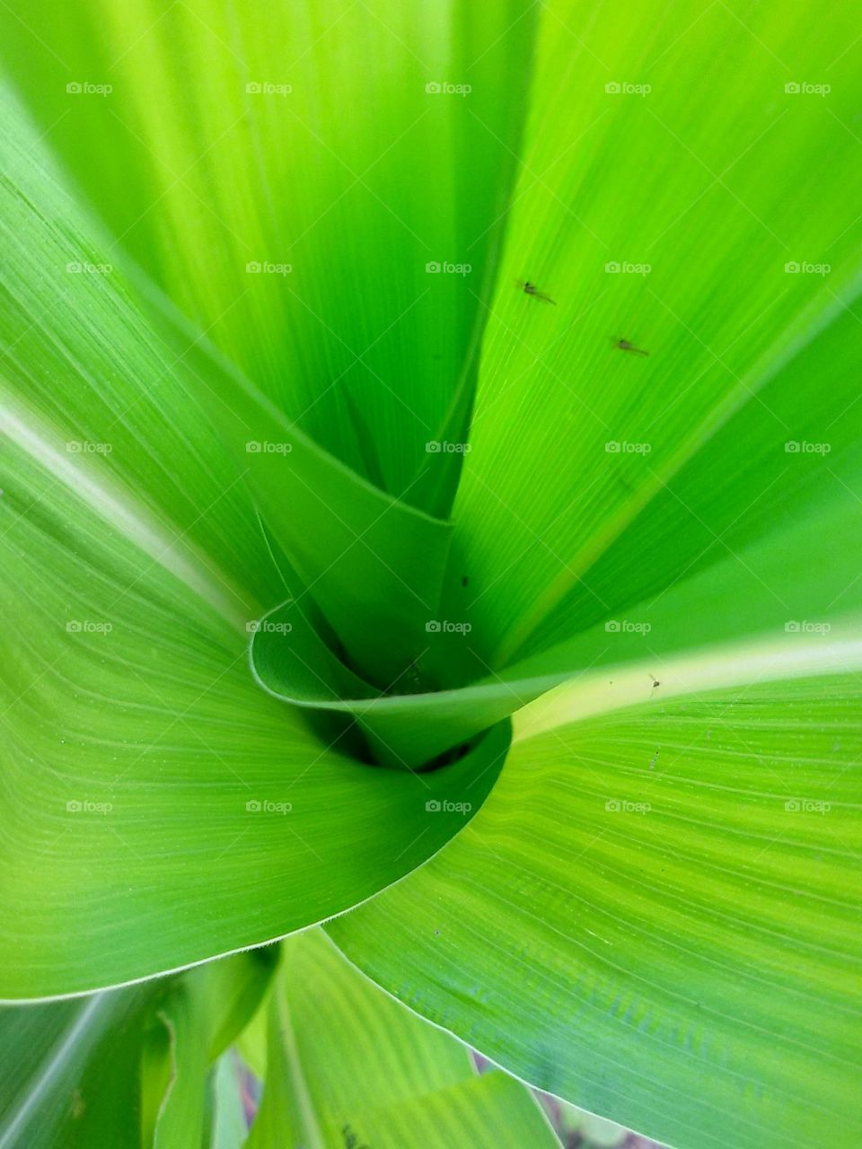 Stripes of green leaves.