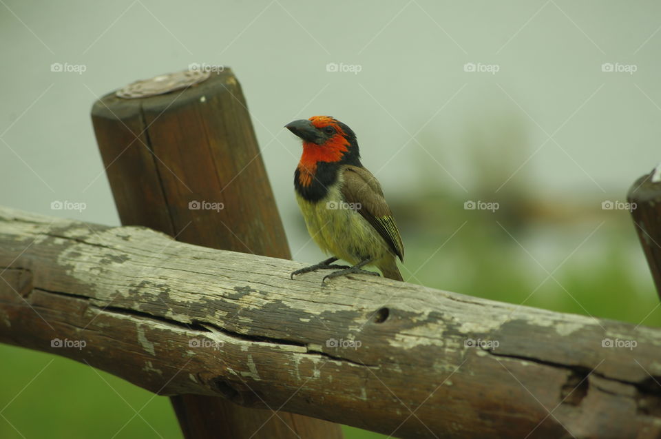 blackcollared barbet 2