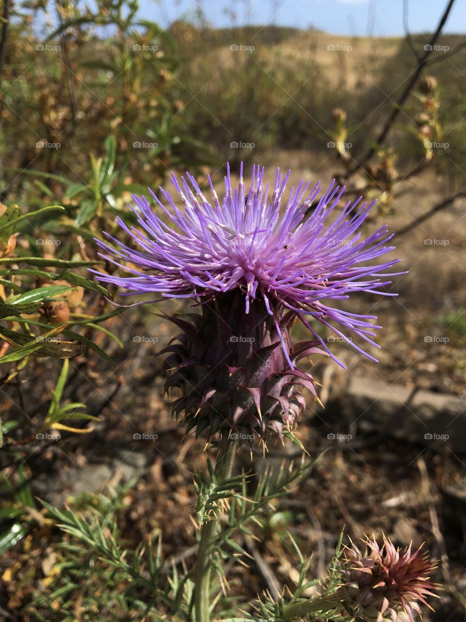 Bright flower of great thistle 