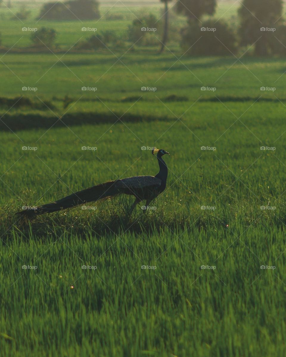 Peacock visited the paddyfile in the morning