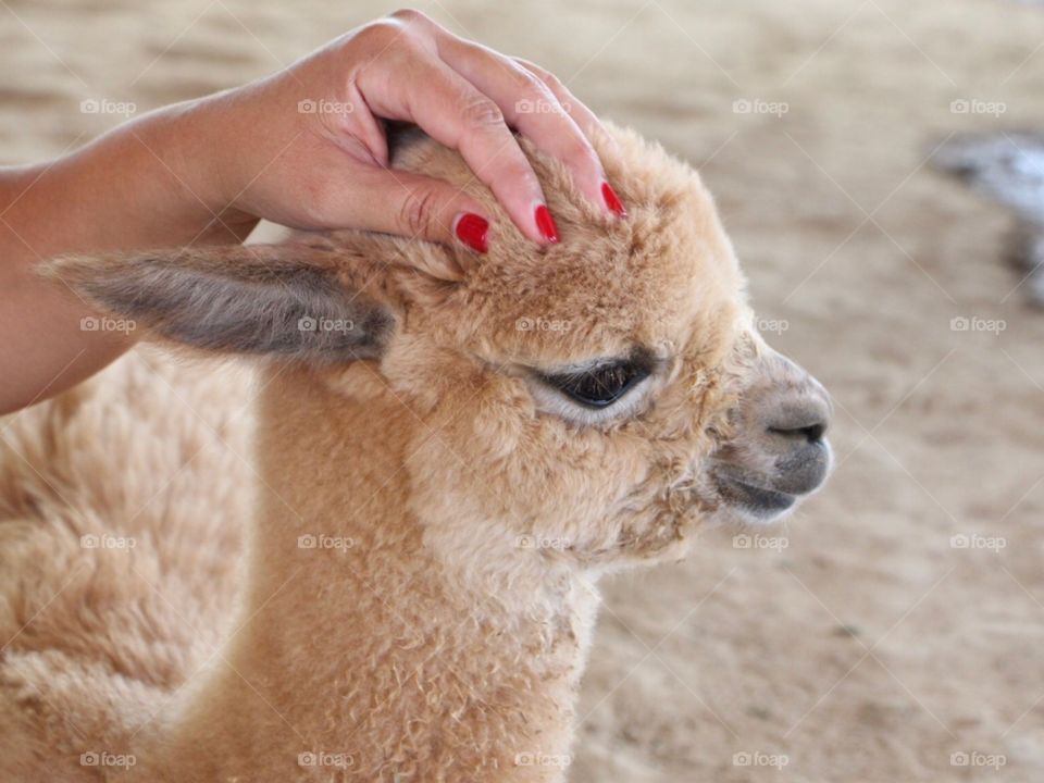 Baby alpaca