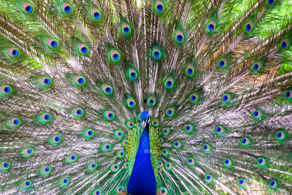 A peacock at the Philadelphia zoo.