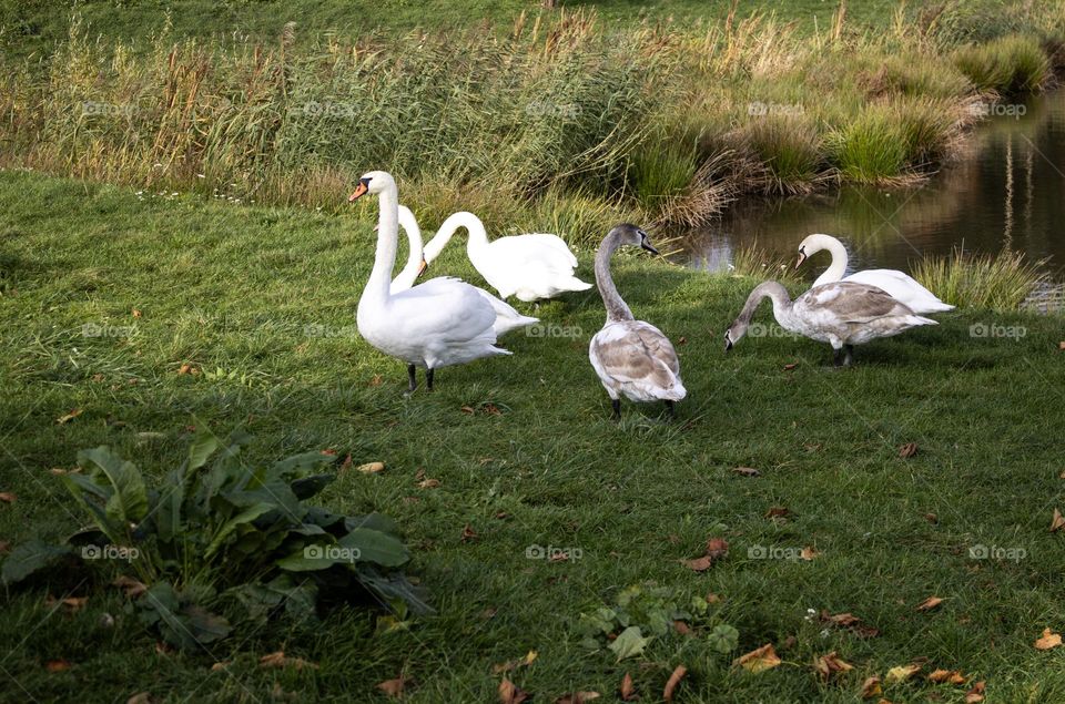 Swans