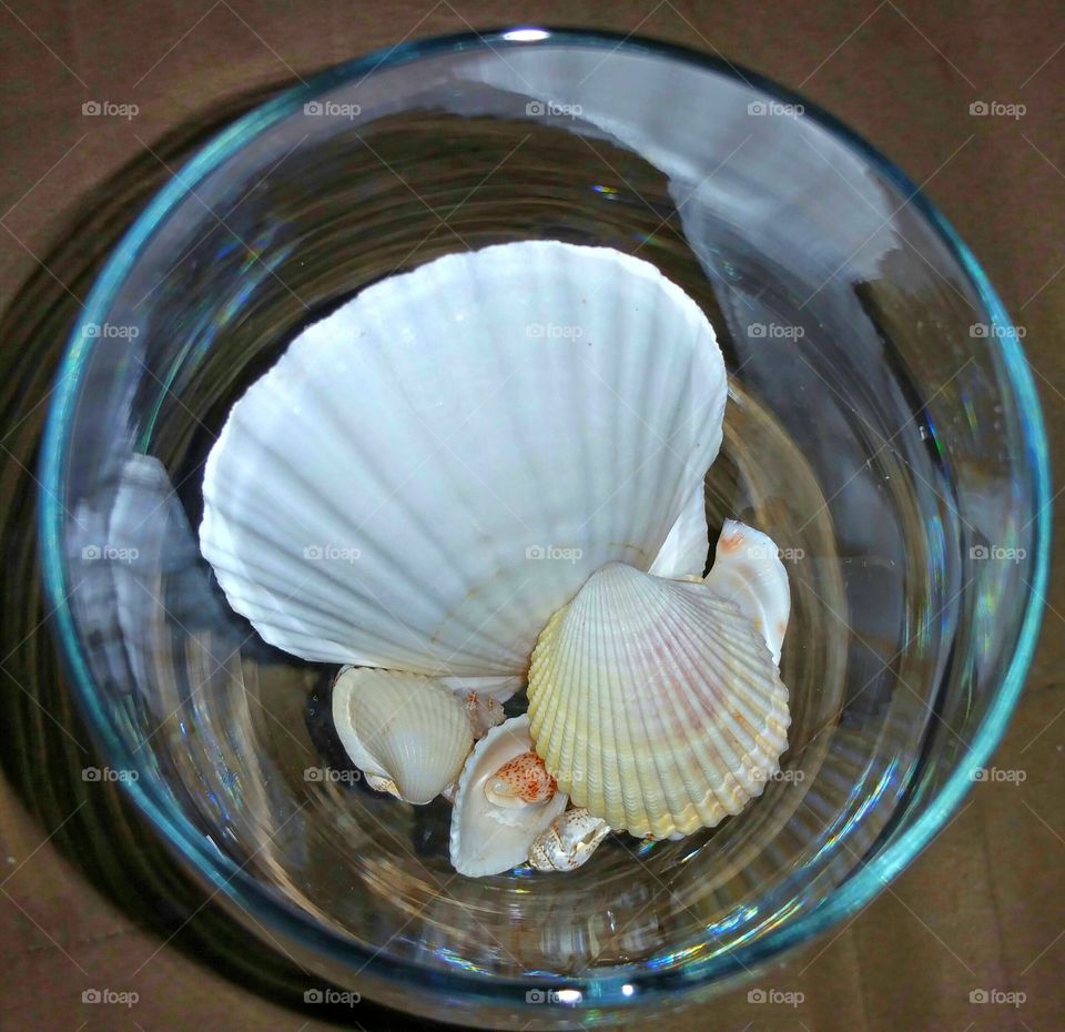 Seashells in a bowl