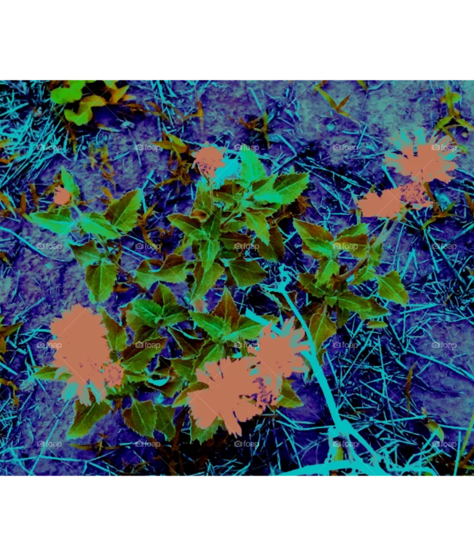 beautiful flowers image