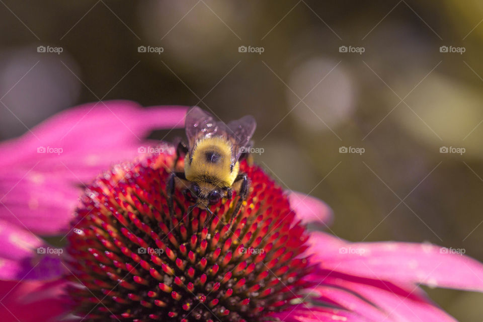 Bee on flower