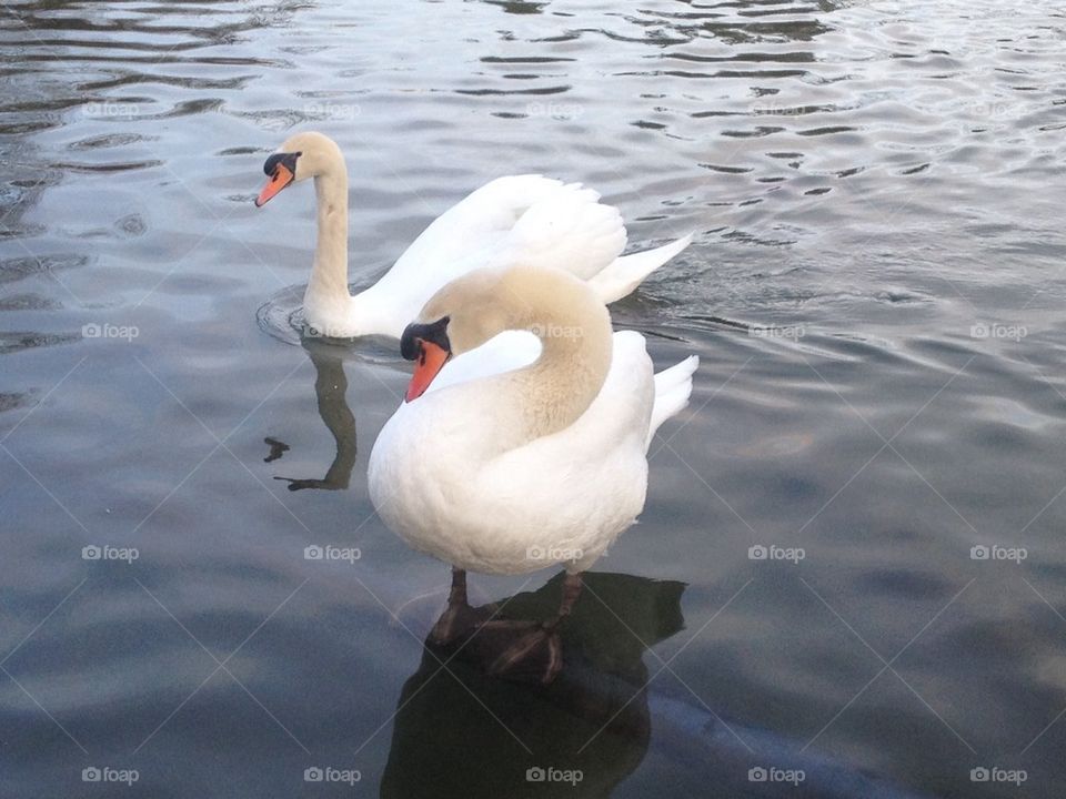Lovely swans