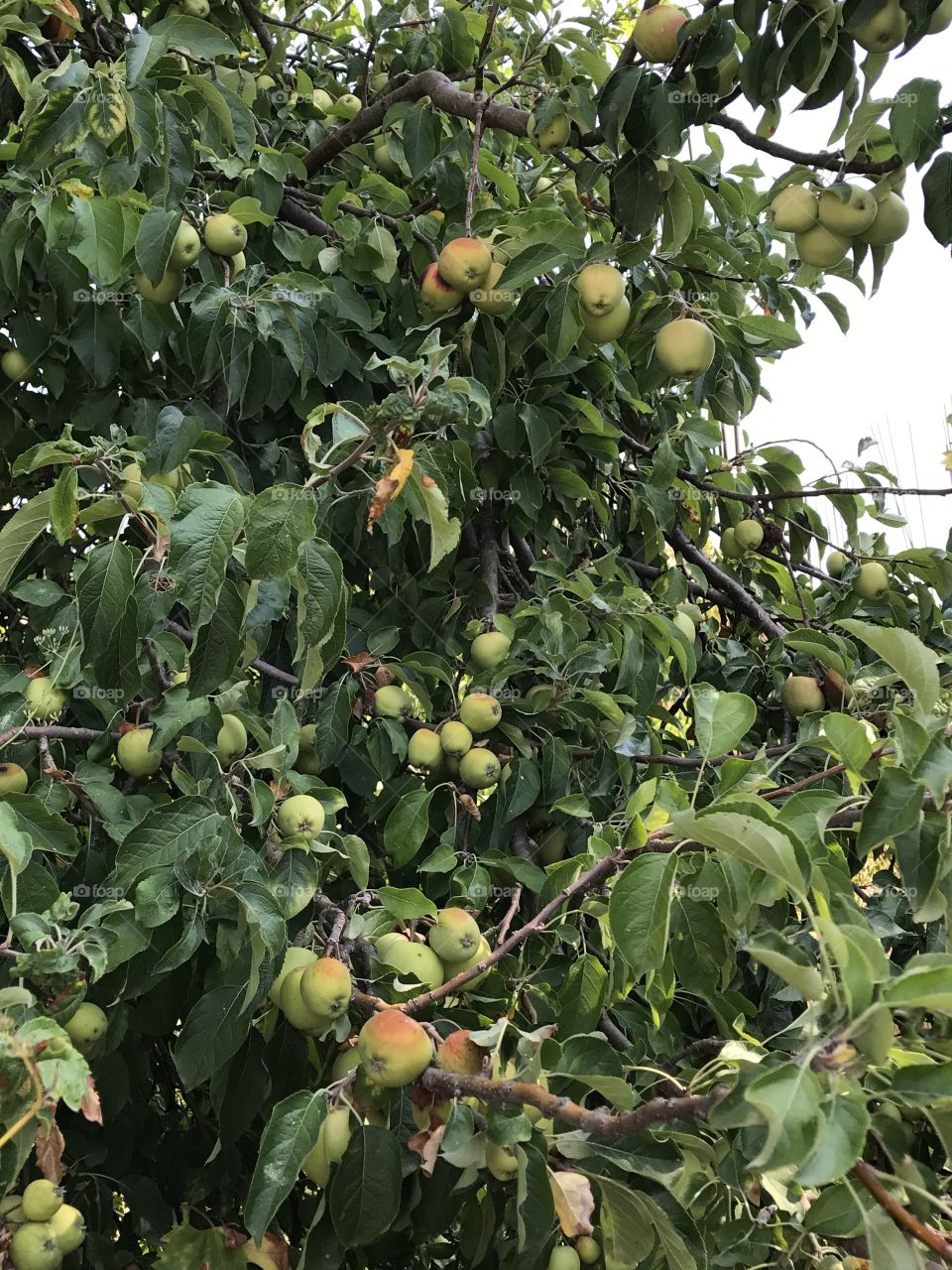 Mediterranean pears 