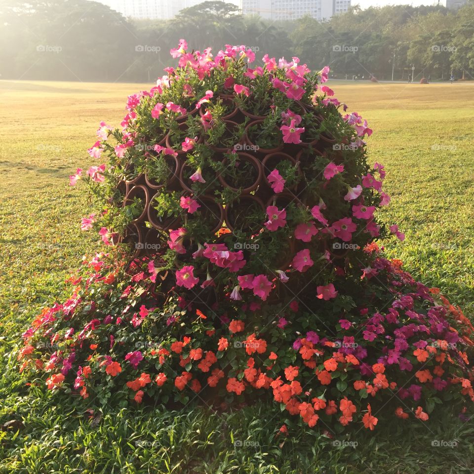 Flowers bloom in the park in the early morning