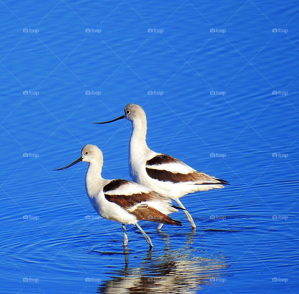 American Avocet