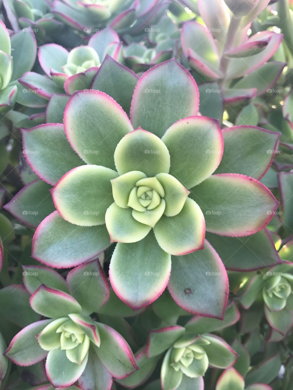 Unique plant