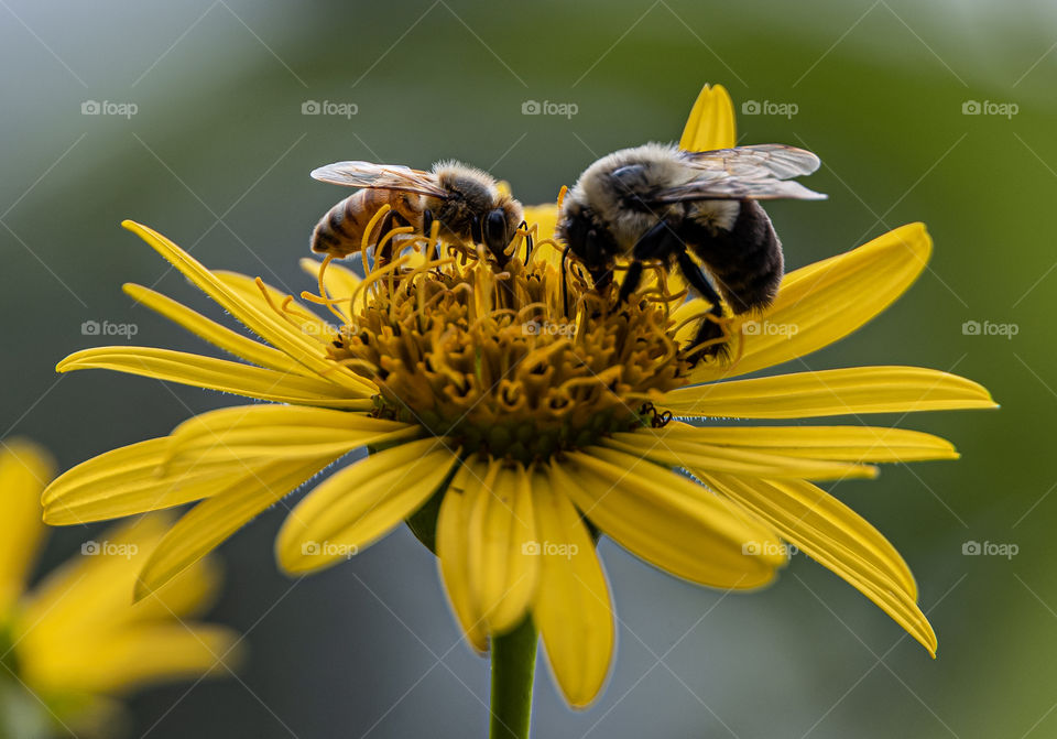 Bee and sunflower