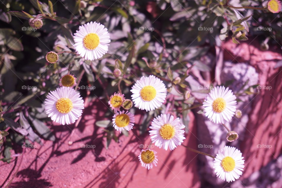 Daisy
Springs 
California Flowers