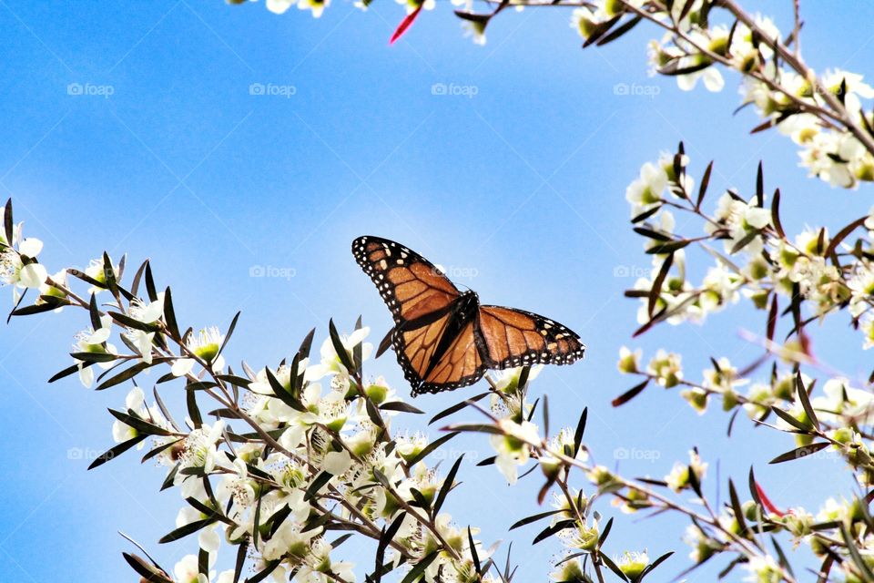 Monarch Butterfly