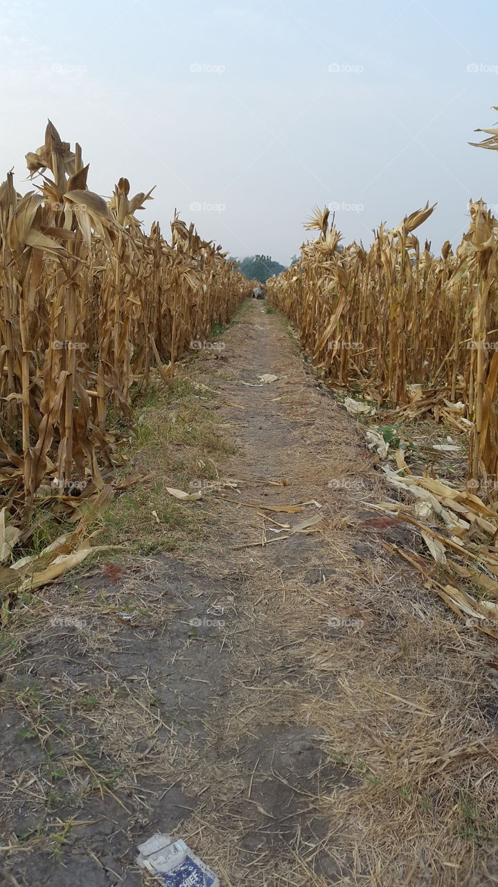 corn field