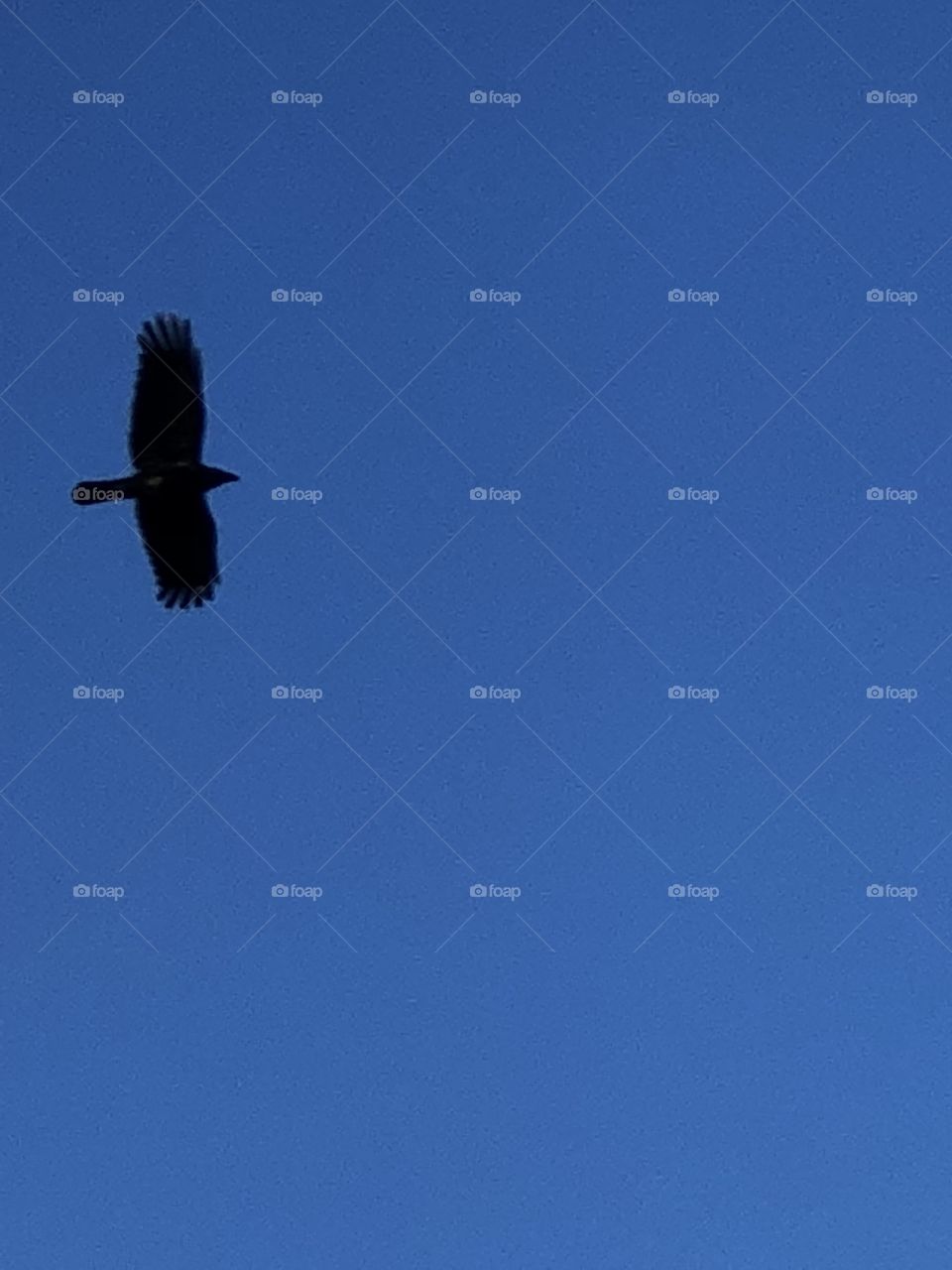 Crow in flight