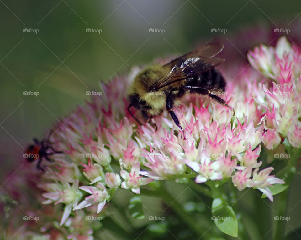 Bumblebee on pink and white flowers