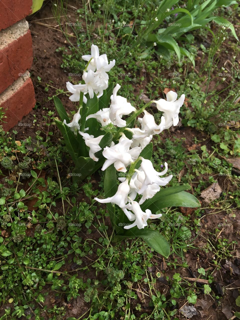 My pretties white hyacinths blooming happily in one of my flower gardens. Sweet smelling.
