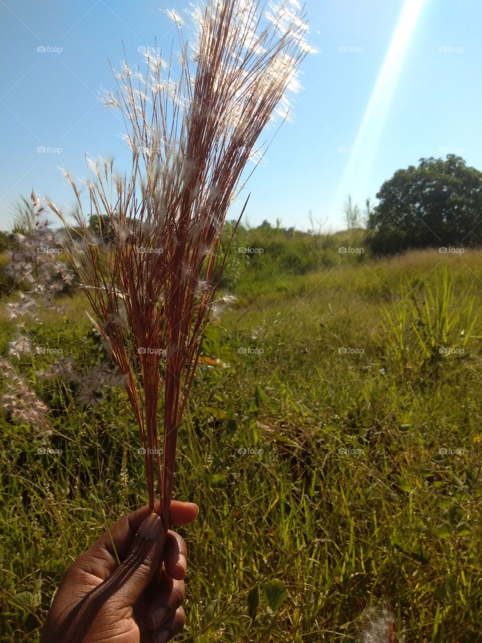 bem vindo foap natureza