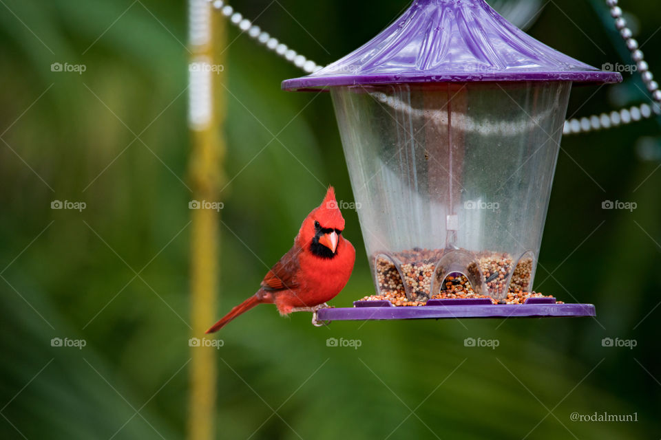 Nature, No Person, Bird, Garden, Outdoors