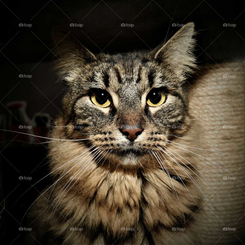 impressive tiger like fluffy tabby cat colour lportraitow key