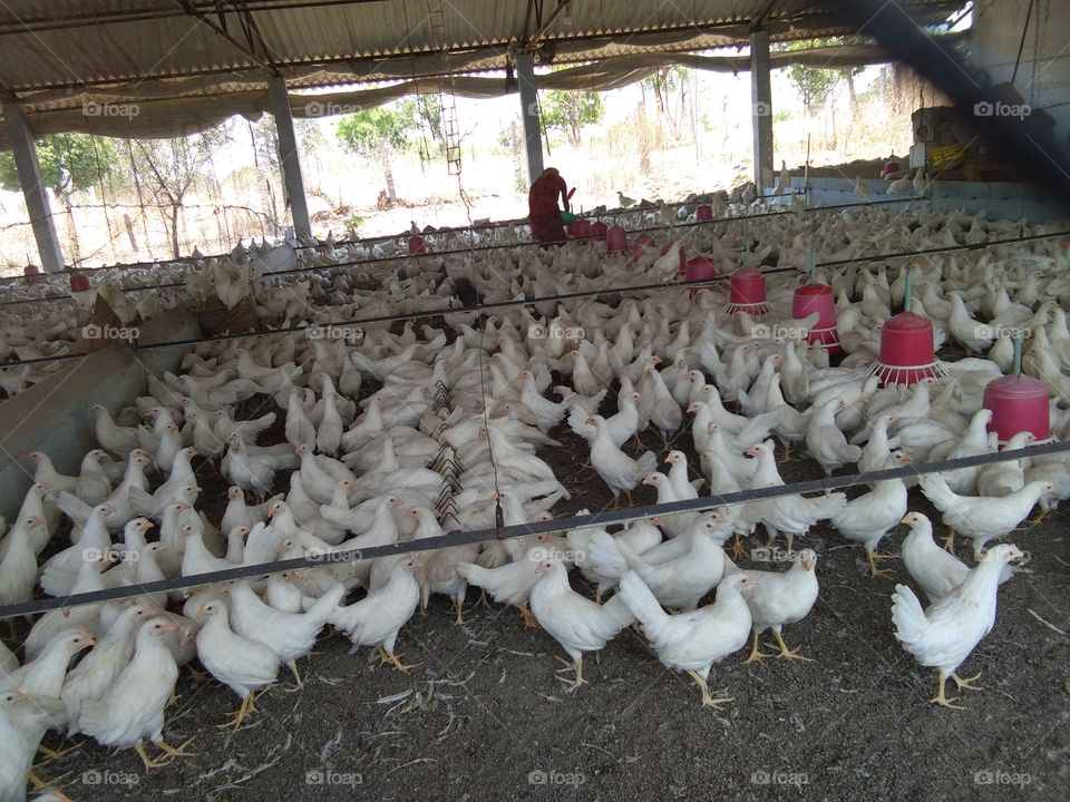 layer poultry birds farming