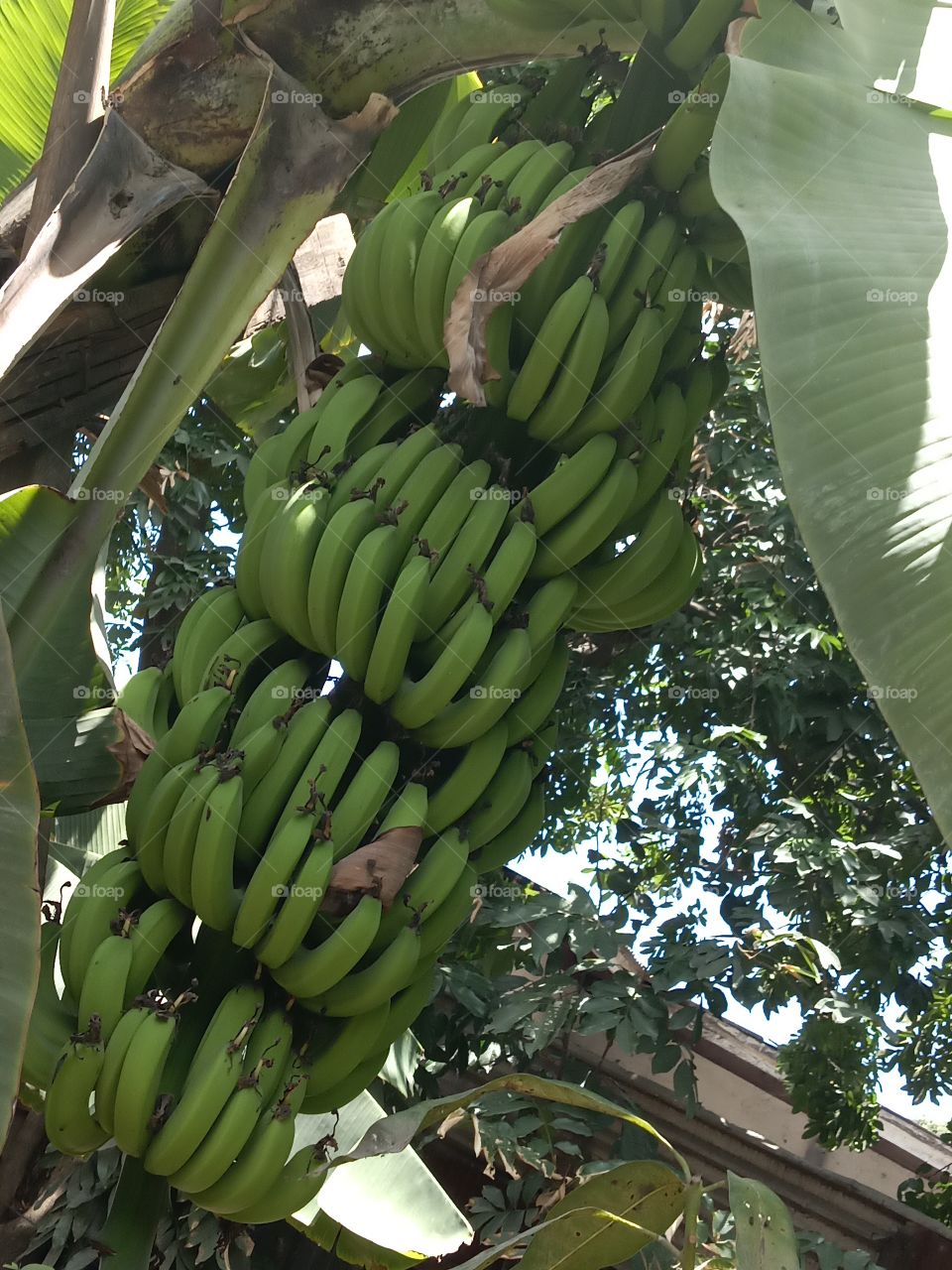 Brunch of Jamaican Banana