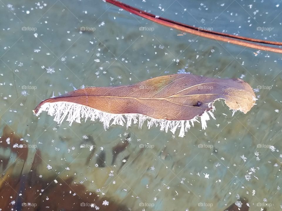 icicles on leaf