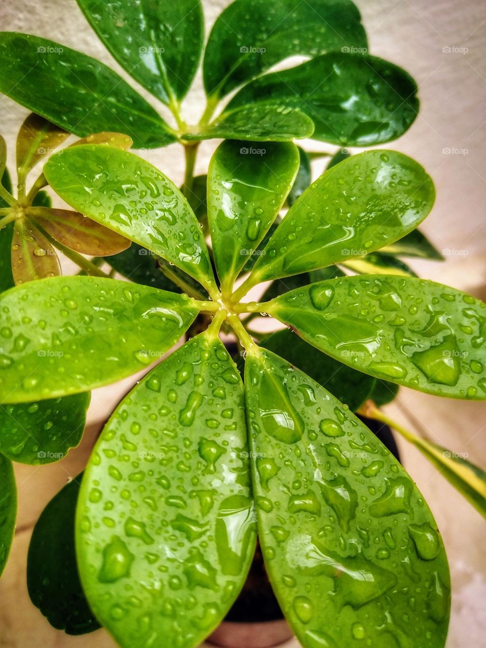 Raindrops on plants