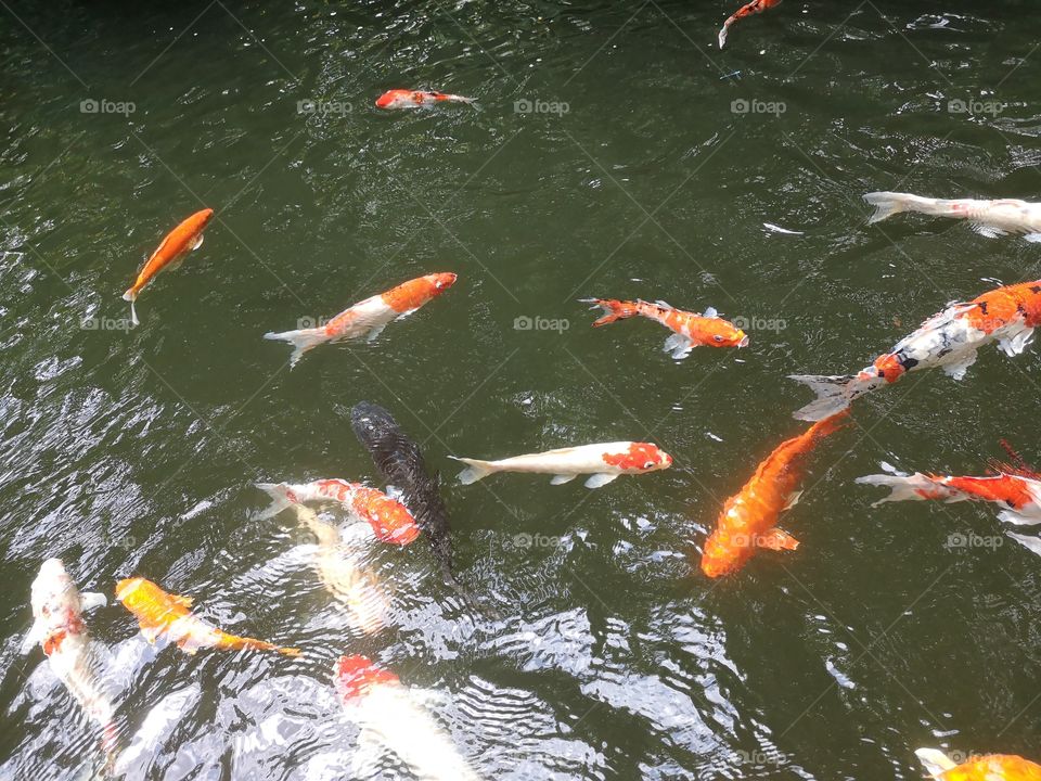 Fancy​ carp​ koi fish​
