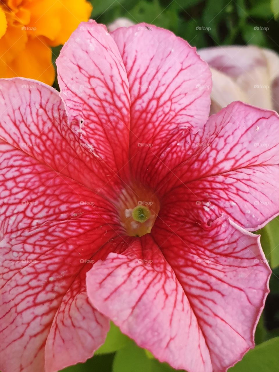 pink petunia flower closeup