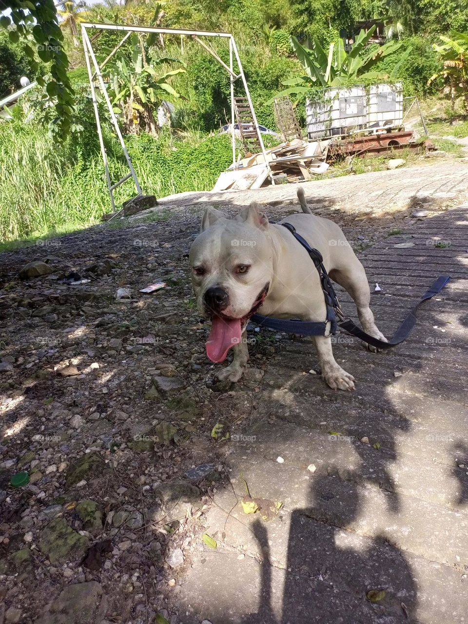 dog taking rest in the shade