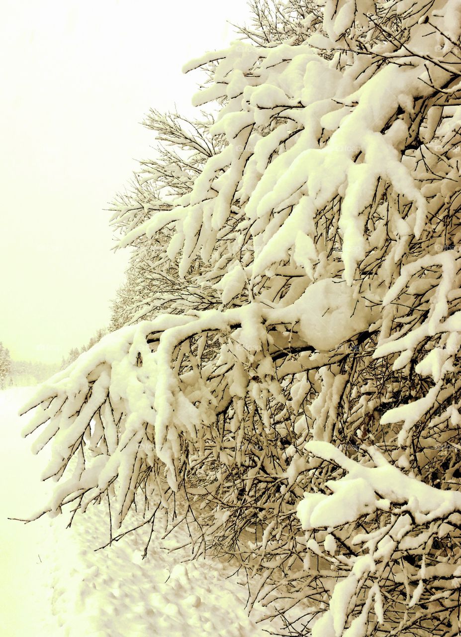 Snowy trees