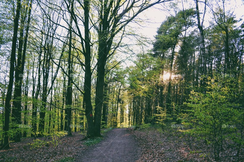 Wood, Tree, Landscape, Nature, Leaf