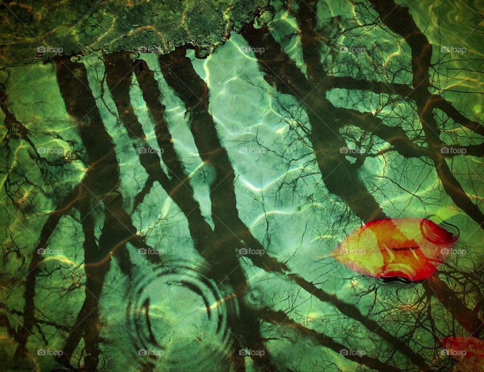 Reflection  on a raining day