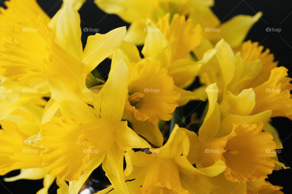 Jonquils 