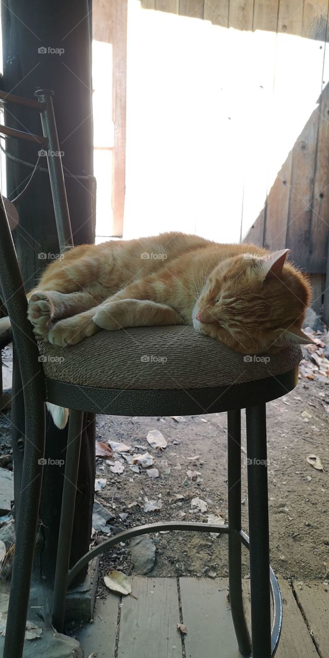 cat sleeping on stool