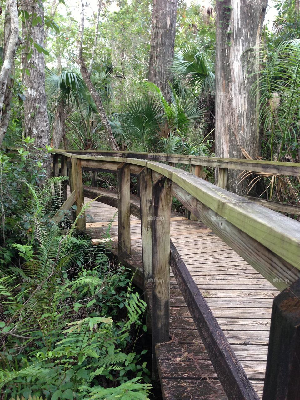 Favorite place to hike into the Everglades.