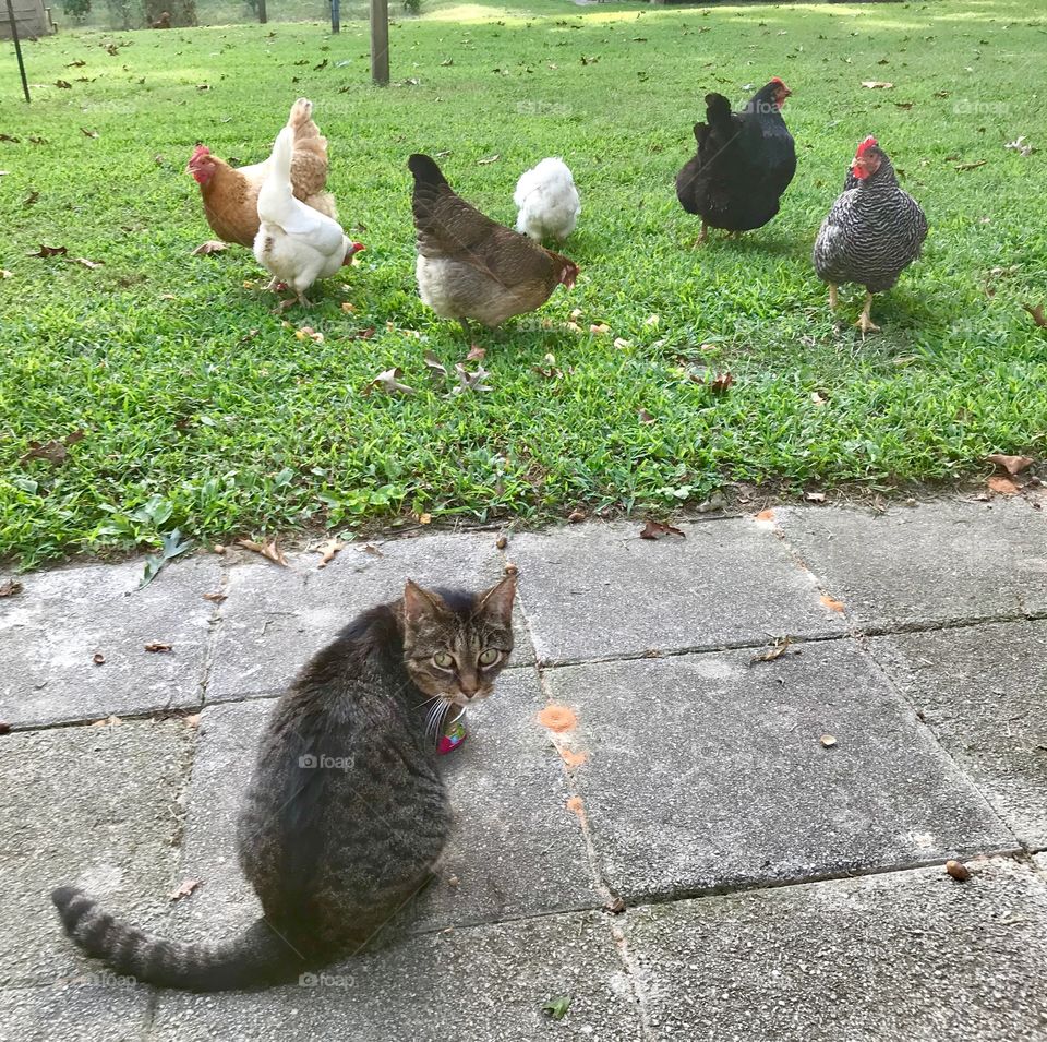 Dinner time - but for the cat or the hens