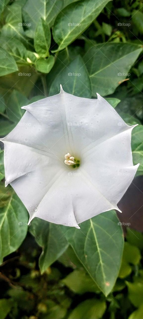 The White Pinwheel