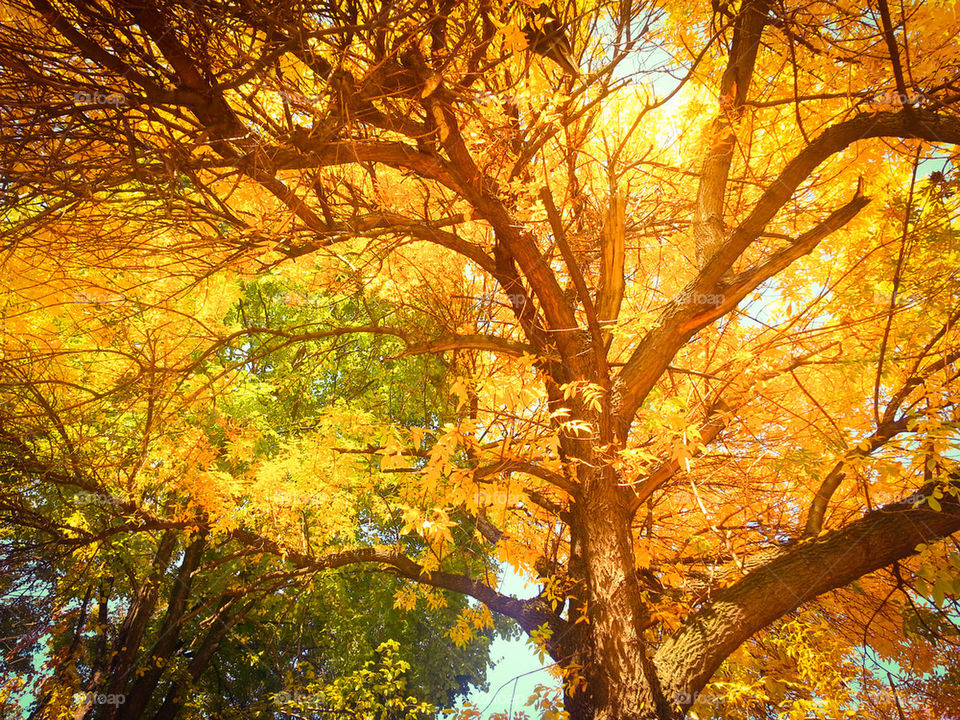 Autumn beautiful tree