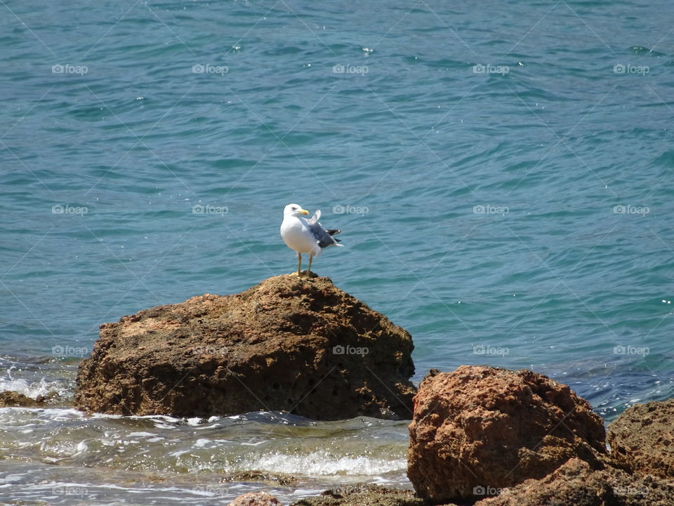 Seagull Greece Coast