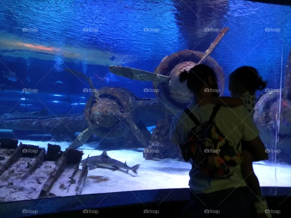 aquarium