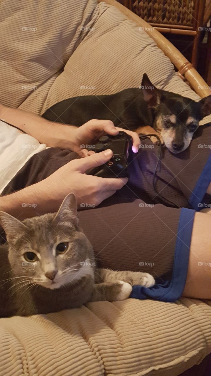 Gaming with my pets