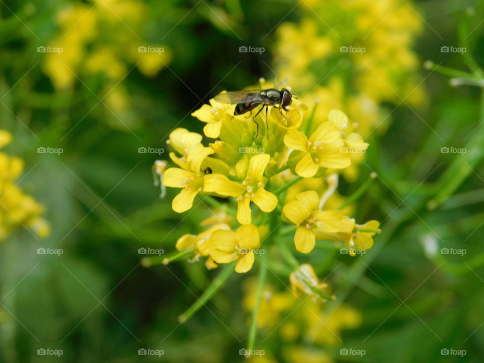 Sweat Bee